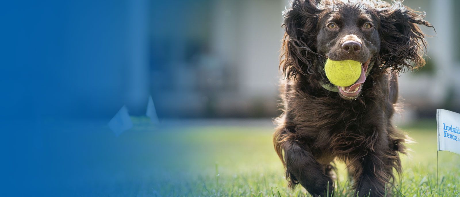 Dog wearing invisible fence collar running in yard with man and woman in background.