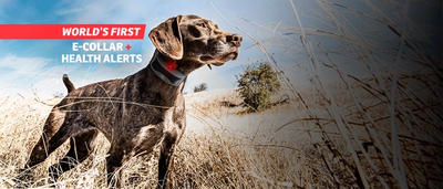 German Shorthair Pointer on point in field with text "World's first E-Collar + Health Alert"