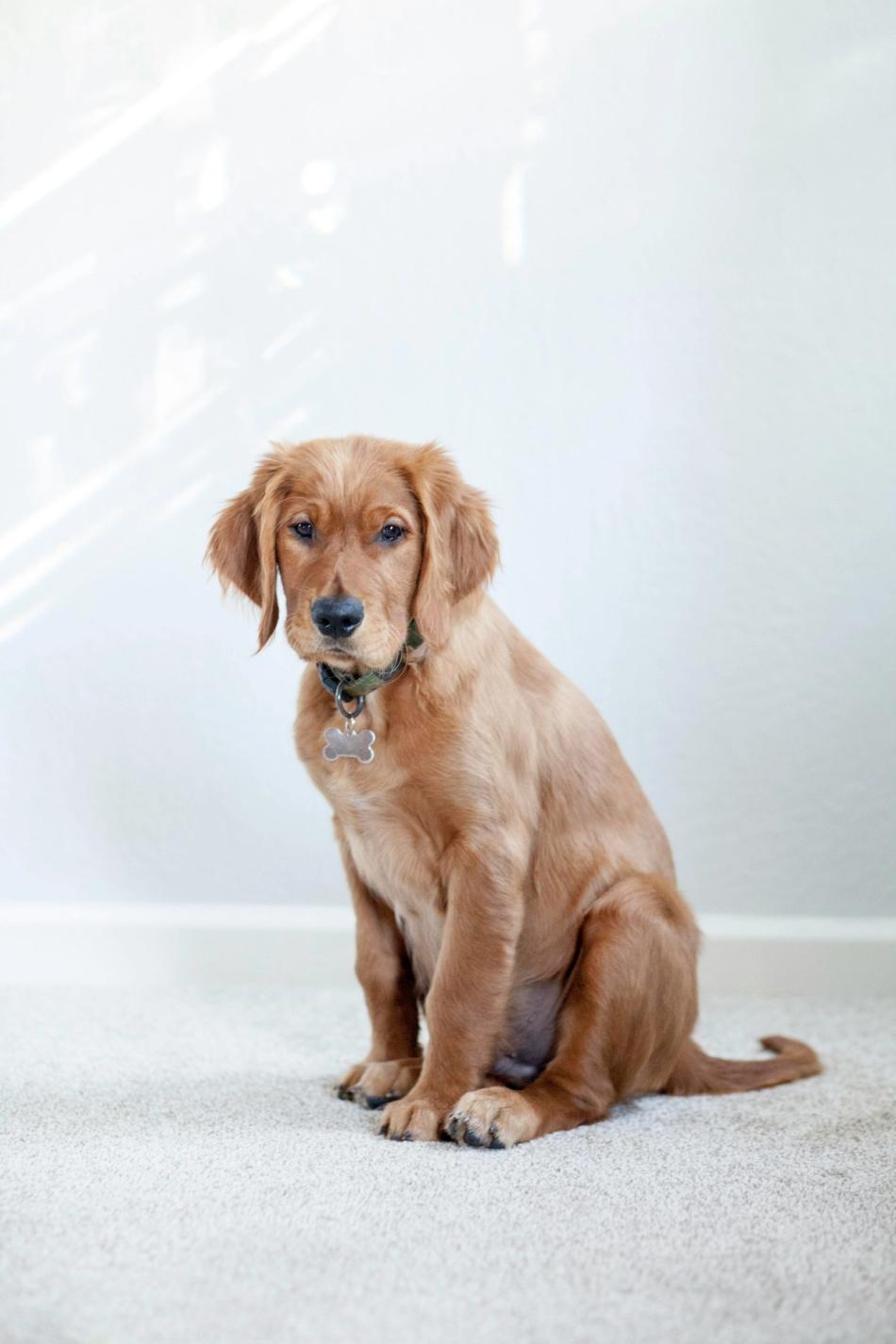 Dog sitting on the floor