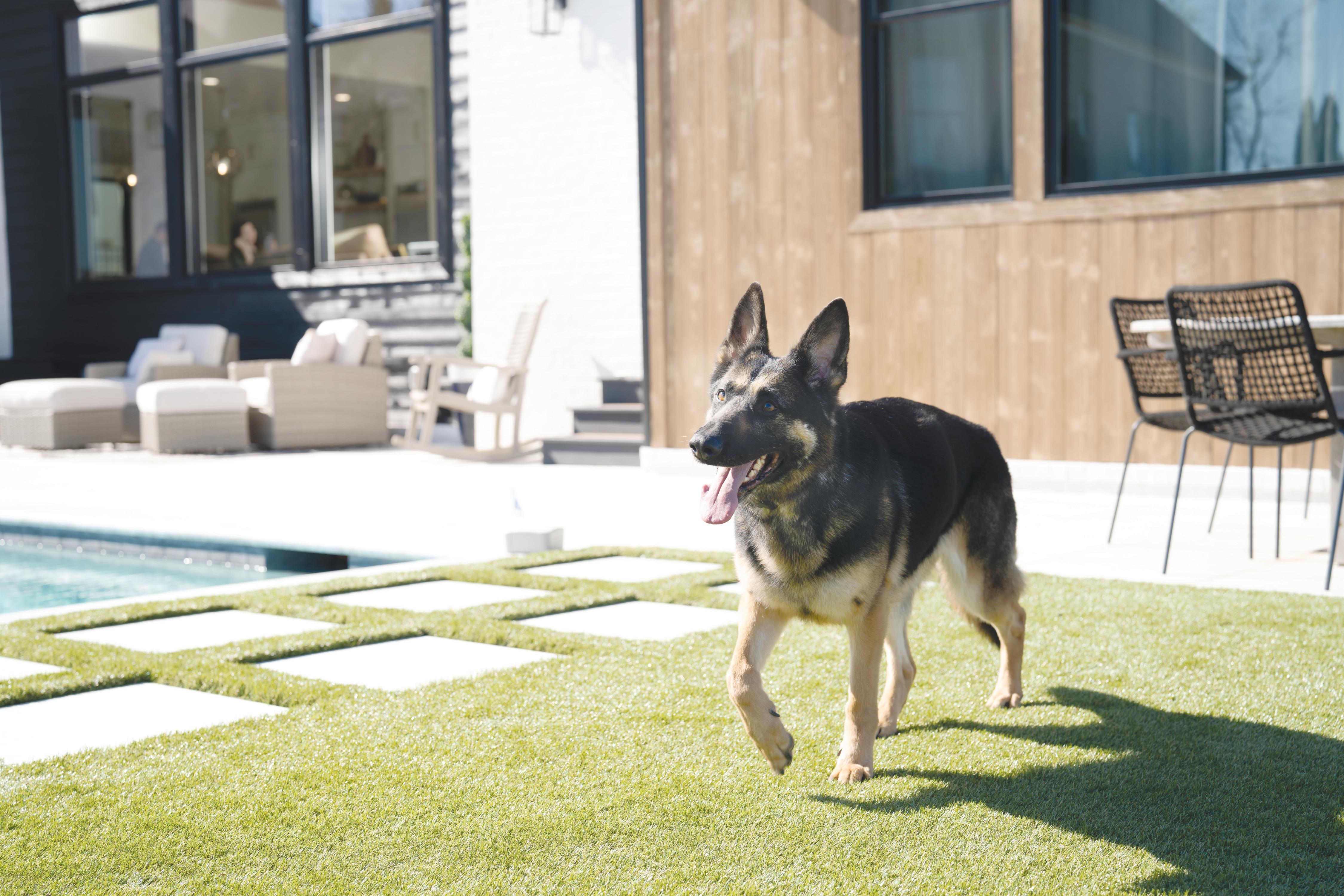 peaceful backyard pool dog safely away from water