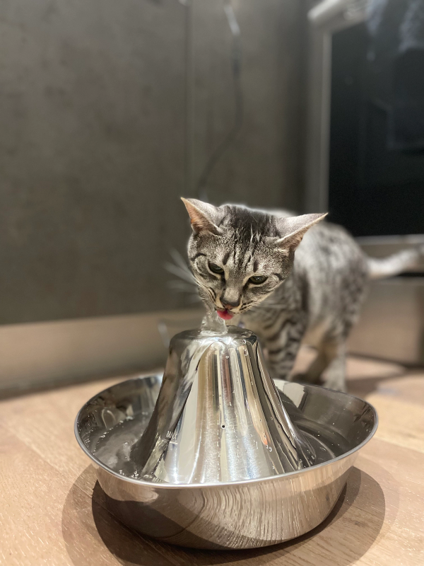 Young gray tabby drinking water from the PetSafe Seaside Pet Fountain.