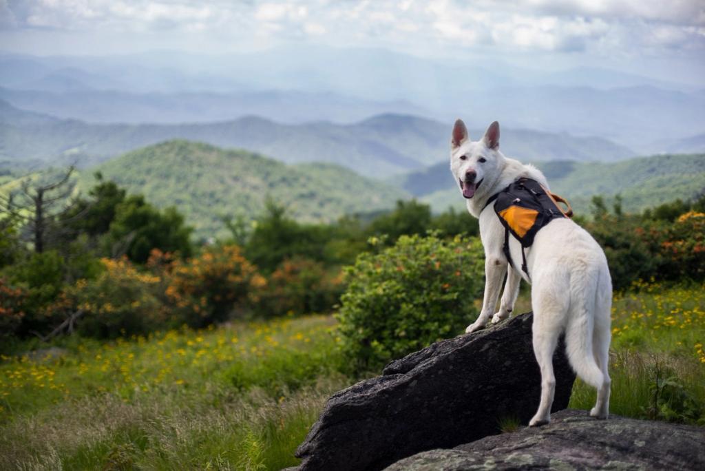 5 Things To Know Before Hiking With Your Dog