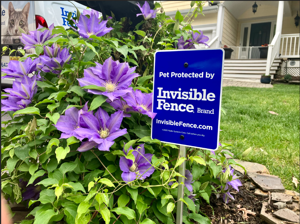 Pet Protected By Invisible Fence sign in front yard garden bed with purple flowers