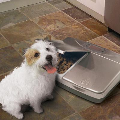 dog feeding schedule