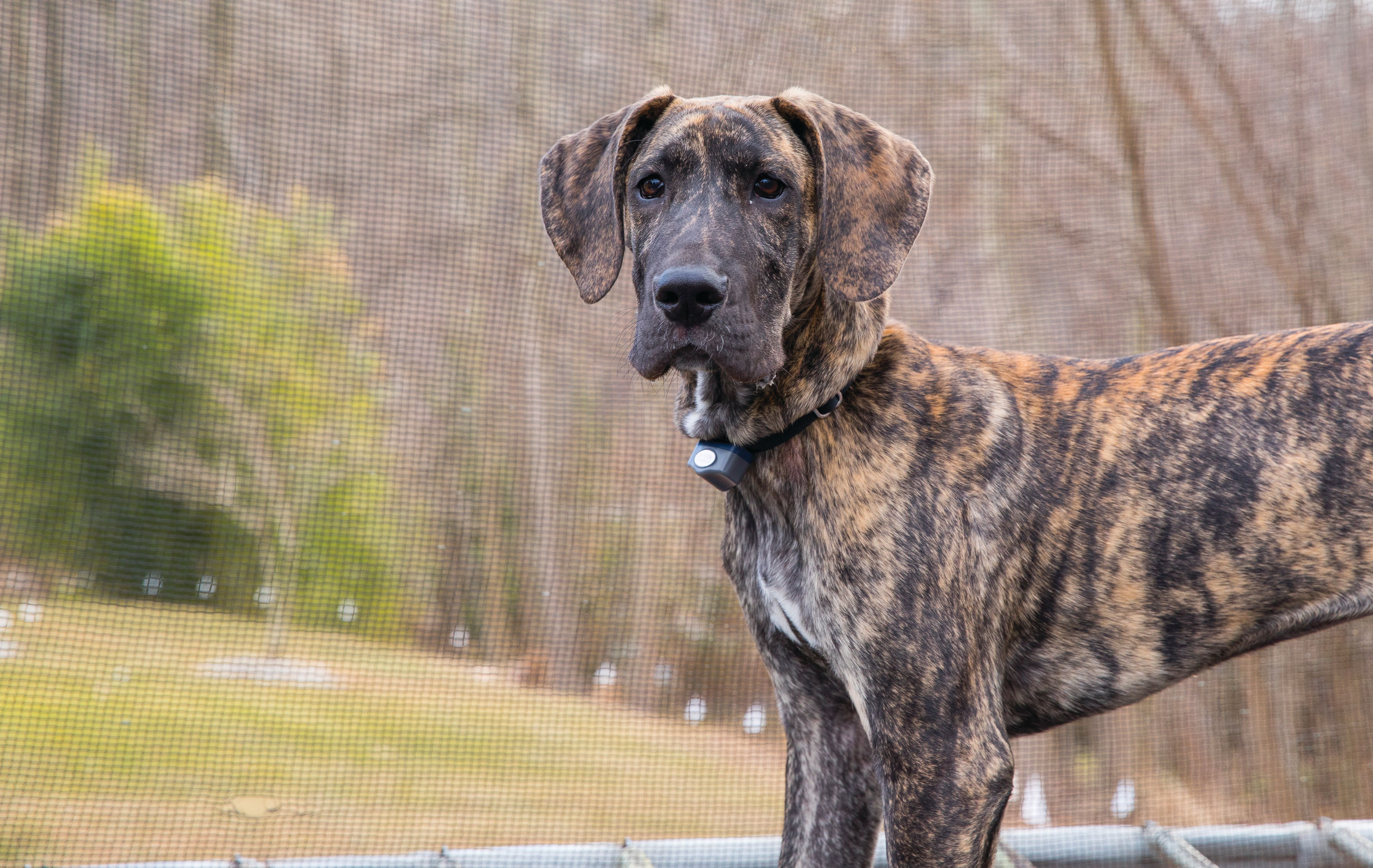 great dane puppy wearing an invisible fence collar