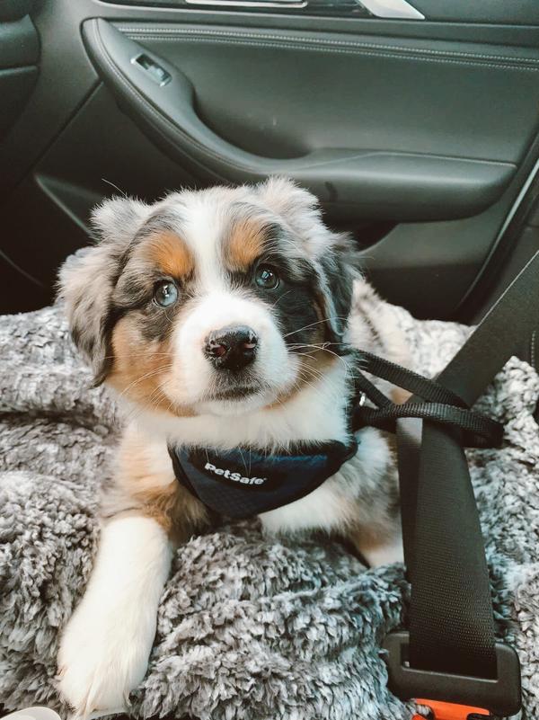 Miniaussie puppy sitting in a car wearing the PetSafe Saftey Harness and securely tethered to the seatbelt. 