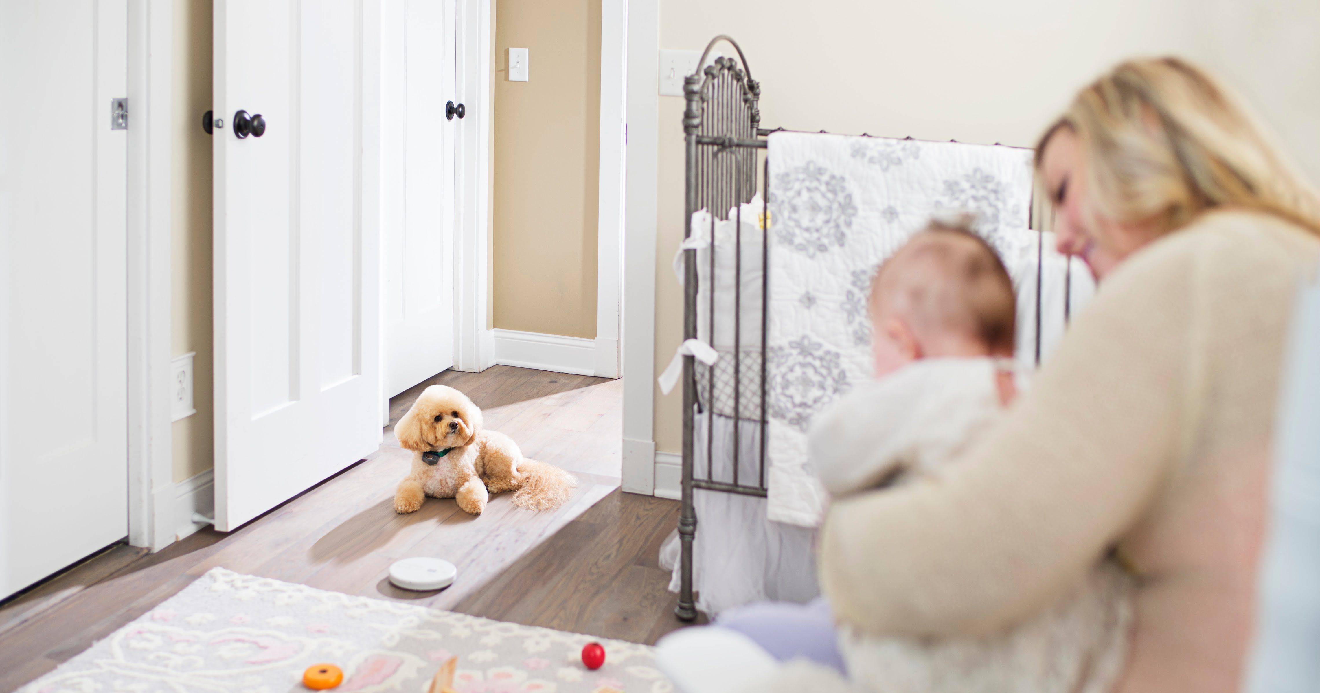 dog respecting nursery boundary with baby sleeping safely inside with invisible fence shields