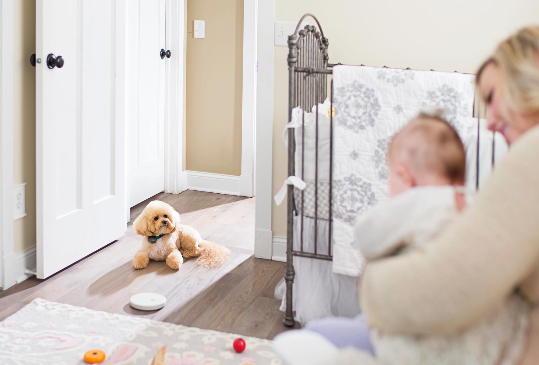 dog respecting nursery boundary with baby sleeping safely inside with invisible fence shields