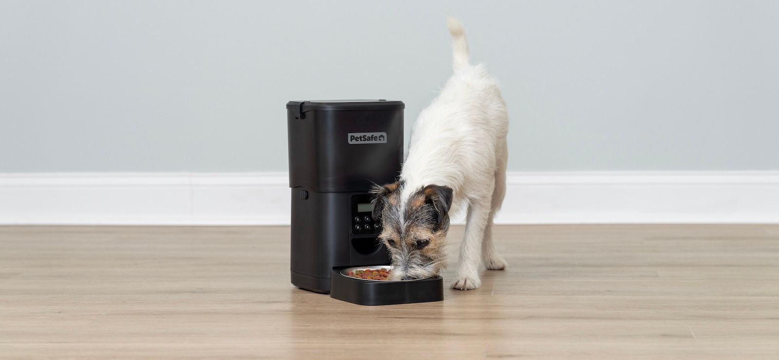 Jack Russell Terrier eating from black FlexFeed feeder