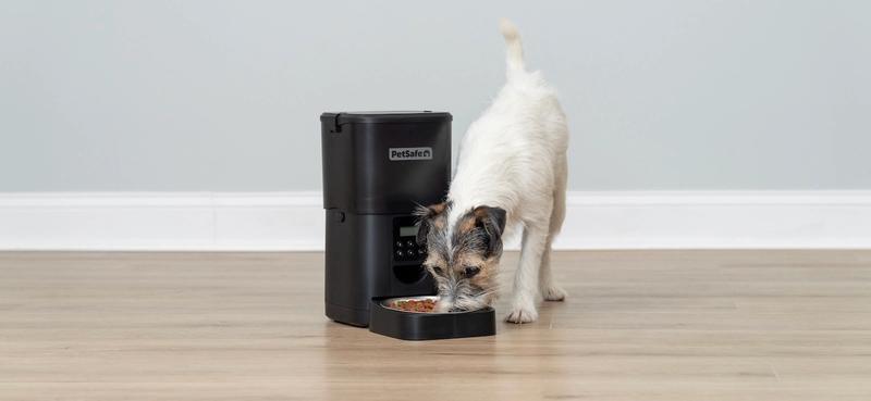 Jack Russell Terrier eating from black FlexFeed feeder