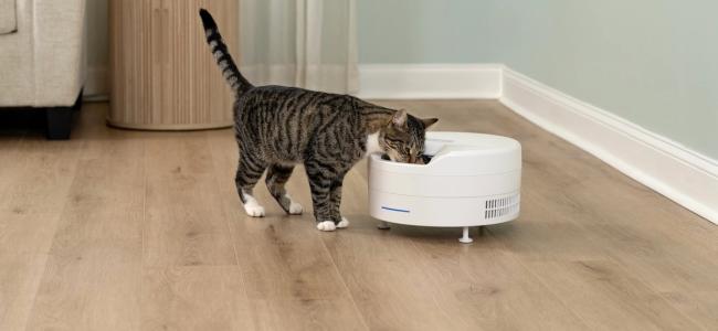 Striped cat eating from white FreshFeed refrigerated pet feeder