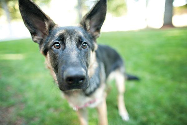 What You Need to Know to Protect Your Pet Against Lyme Disease