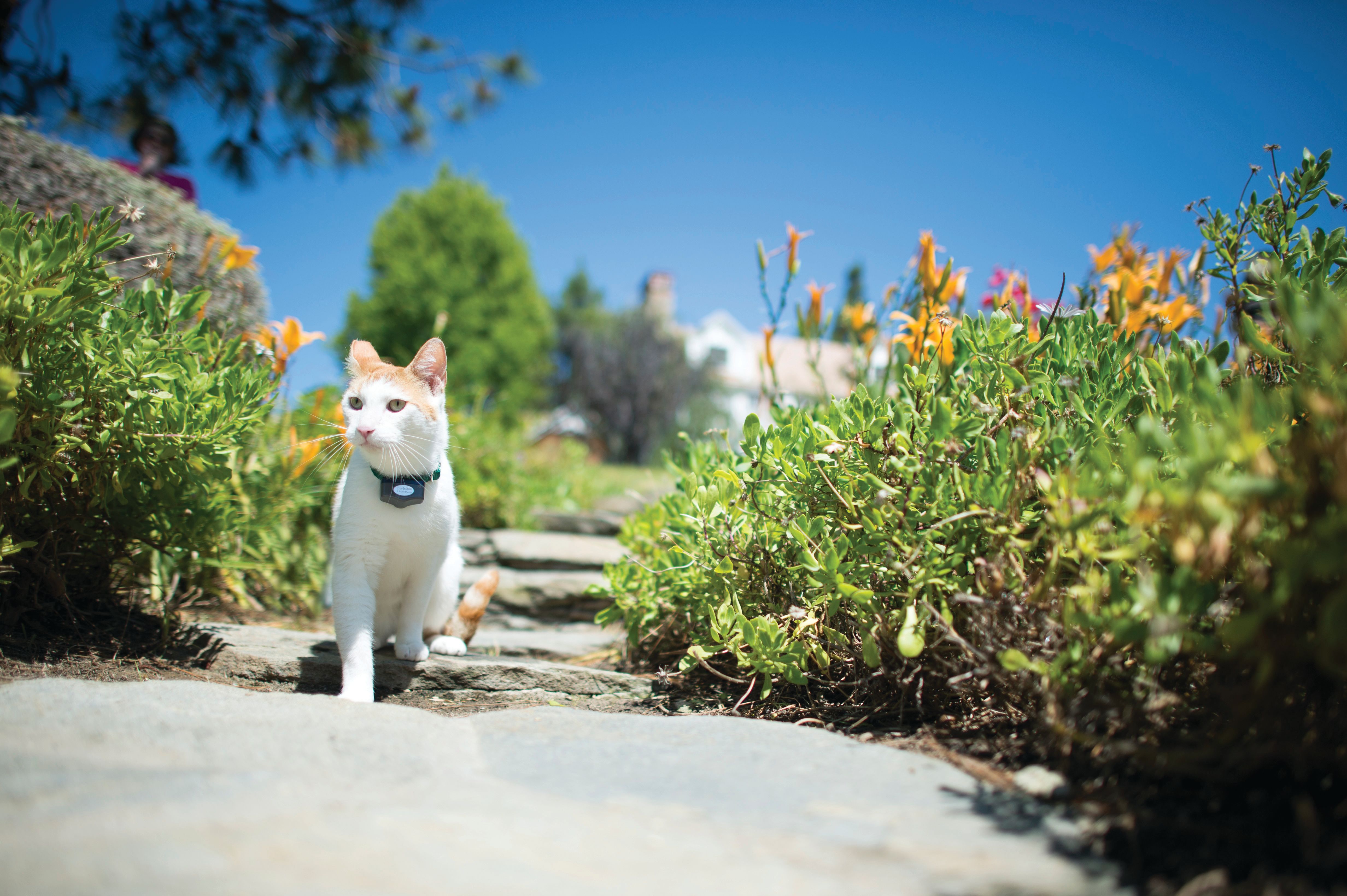 cat explores the yard safely wearing an invisible fence collar
