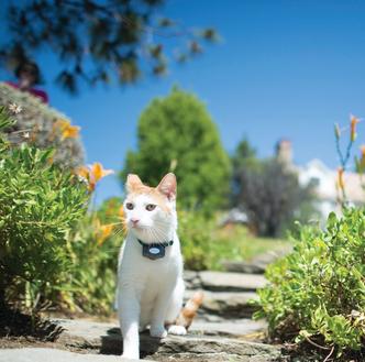 cat explores the yard safely wearing an invisible fence collar