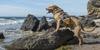 The Best Dog-Friendly Beaches