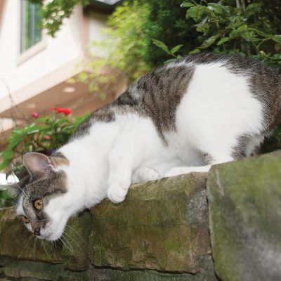 outside cats and toxoplasmosis
