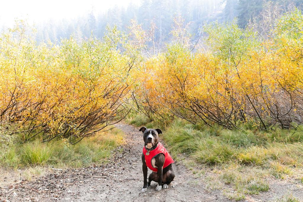 Eastern Sierra Fall