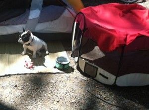 camping with your dogs