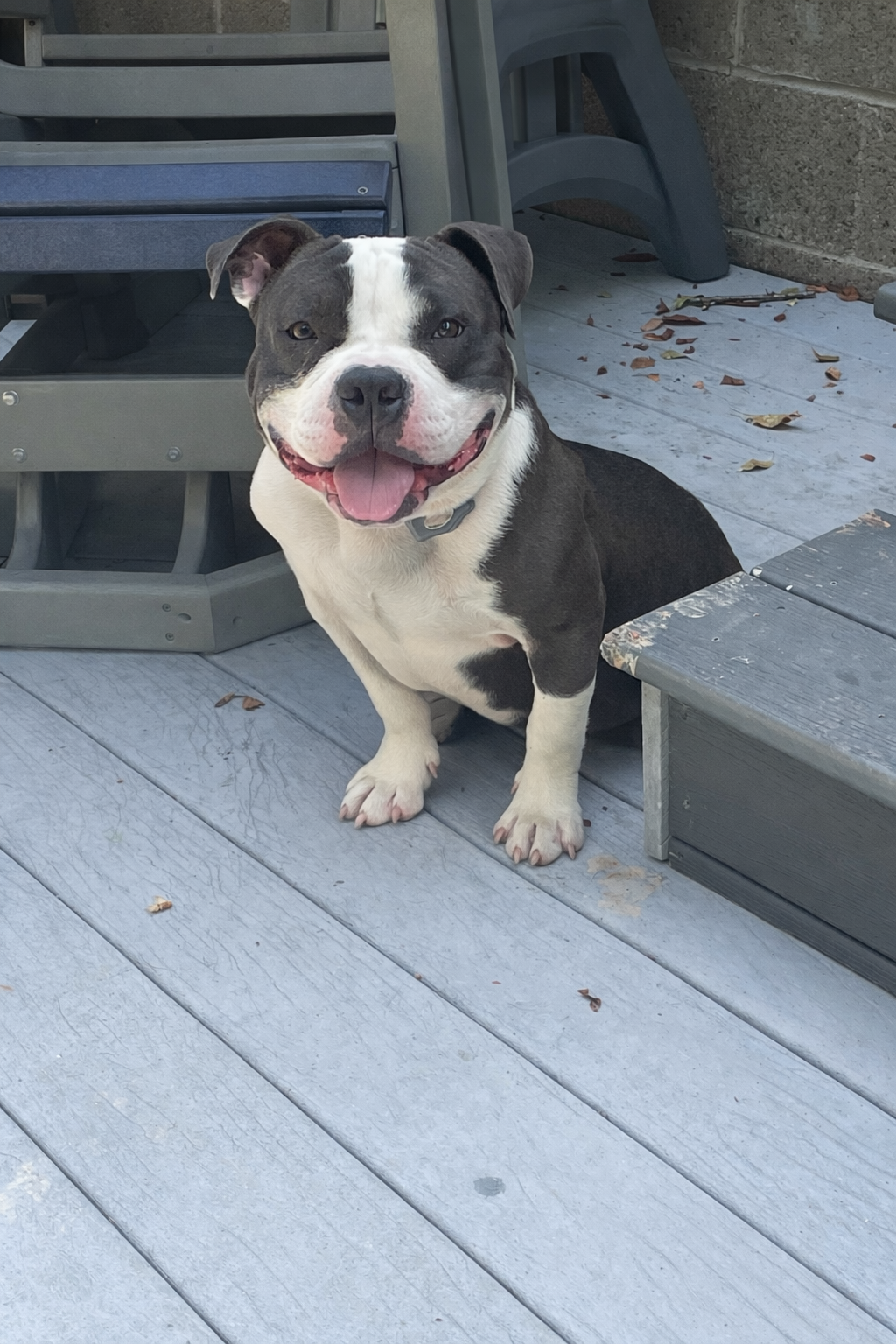 pitbull mix wearing invisible fence collar