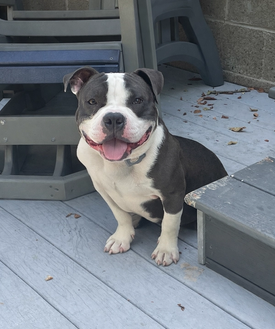 pitbull mix wearing invisible fence collar