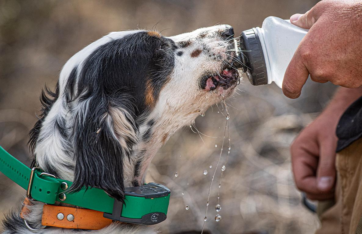 English Setter drinking water from a squeeze bottle wearing a green e-collar.