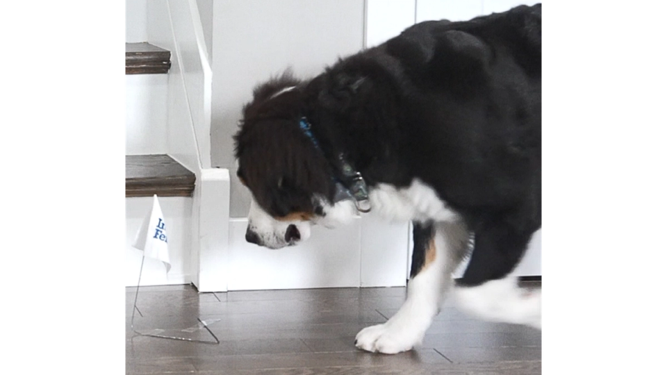 A large Bernese Mountain Dog with mostly black fur on his body and white fur on his face and paws walking on a wood floor and sniffing the white Invisible Fence flags stationed in the room.