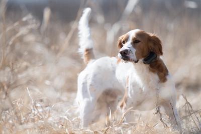 Setter on point in field