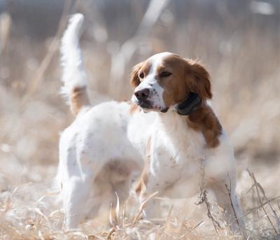 Setter on point in a field