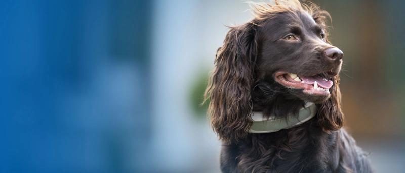 Dog wearing Invisible Fence Brand GPS collar.