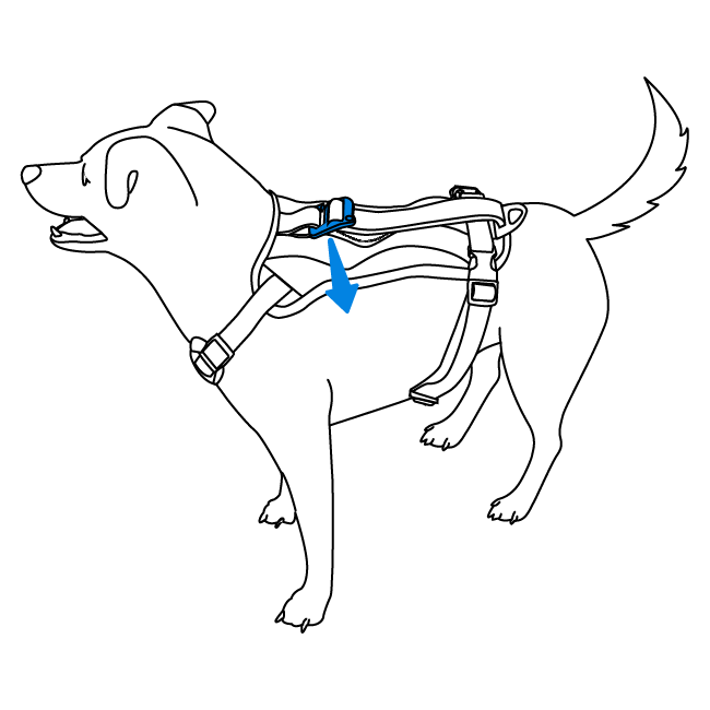 acclimate-pet-to-walk-along-outdoor-harness-vehicle-restraint-illustration1