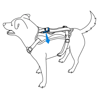 acclimate-pet-to-walk-along-outdoor-harness-vehicle-restraint-illustration1
