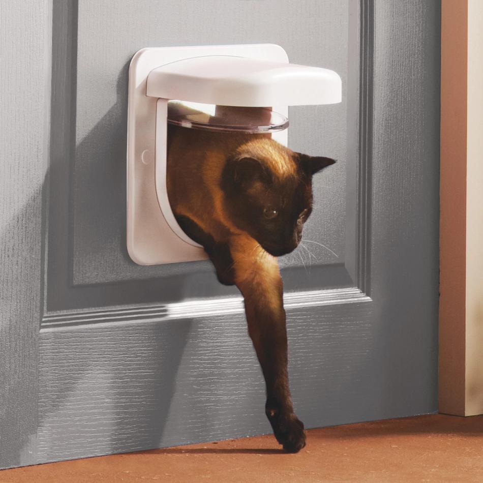 Spring cleaning with pets