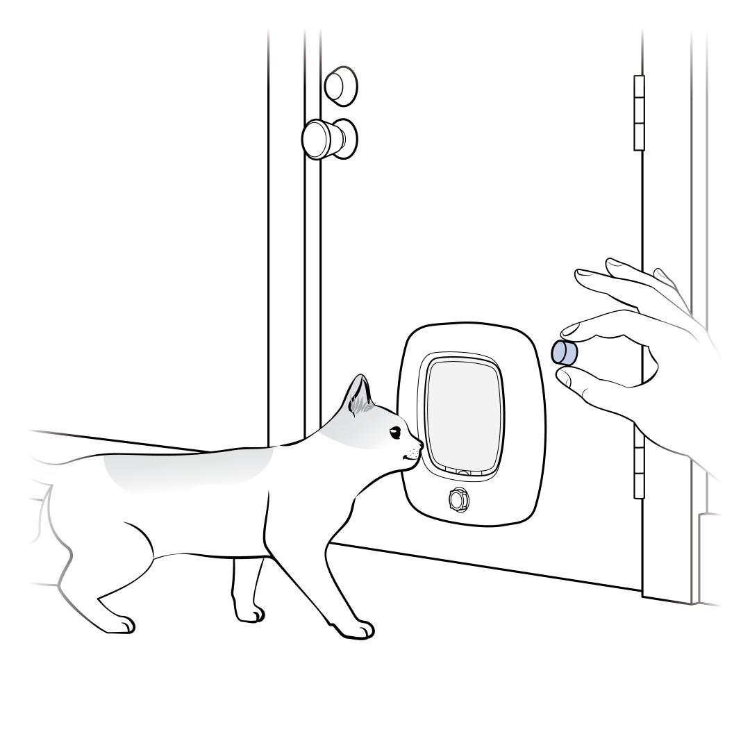 Guide Cat Back Through