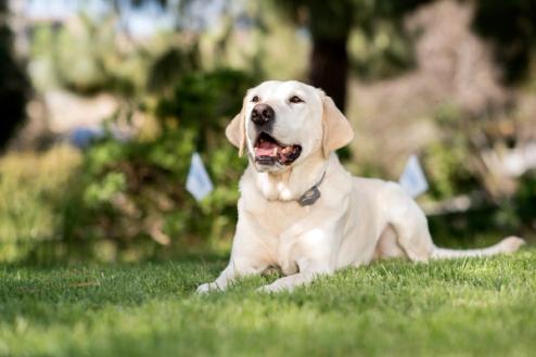 yellow laborator retriever laying in yard with invisible fence collar on