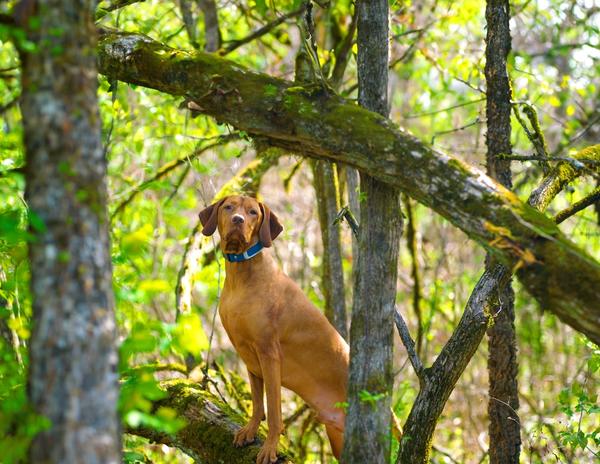 dog in woods