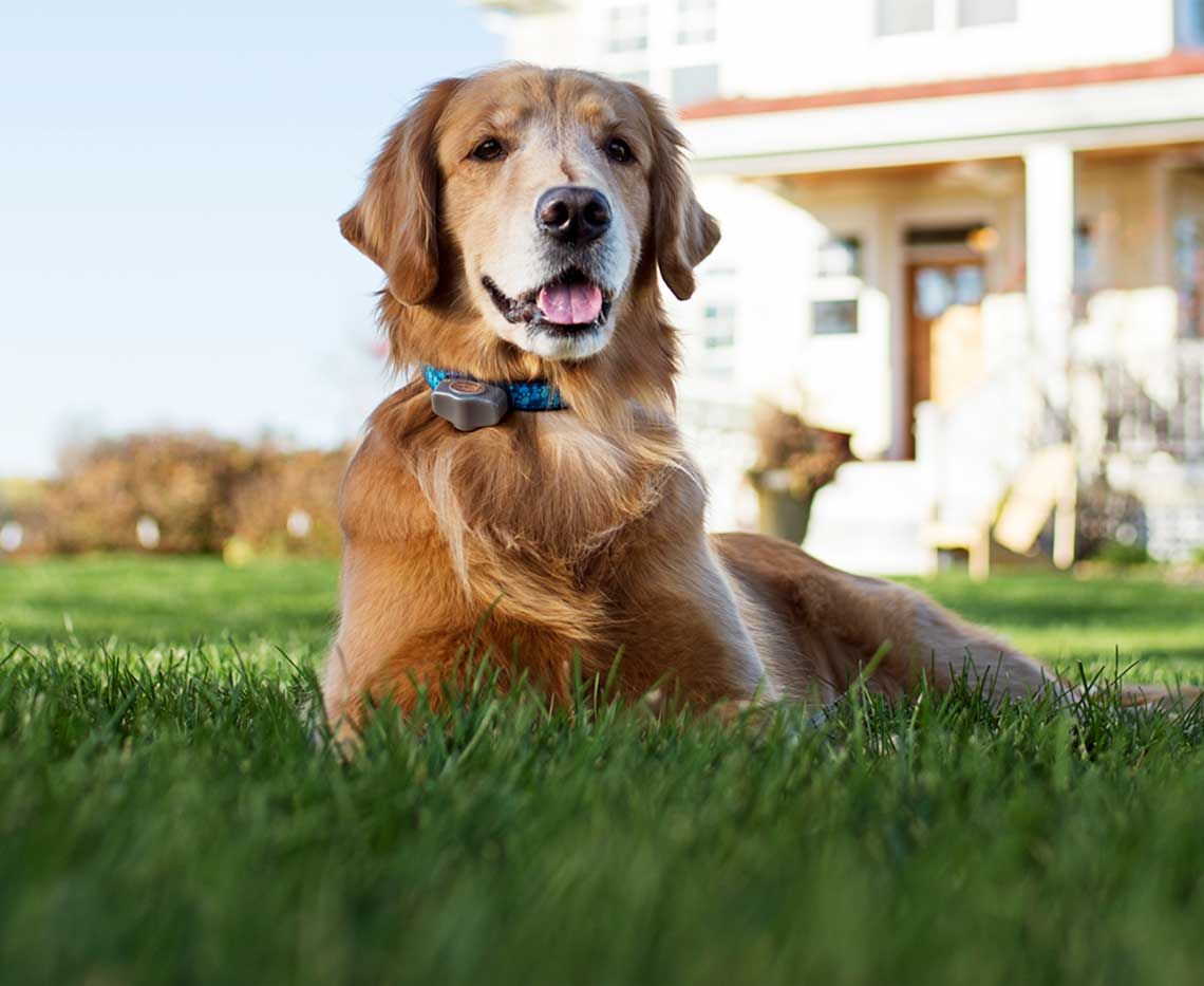 Dog collar to clearance keep in yard