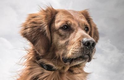 dog wearing YardTrainer stubborn dog collar