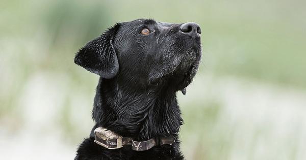 La saison précoce des oies représente des opportunités d'apprentissage pour les retrievers