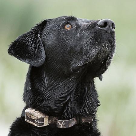 Early Goose Season Means Learning Opportunities for Retrievers