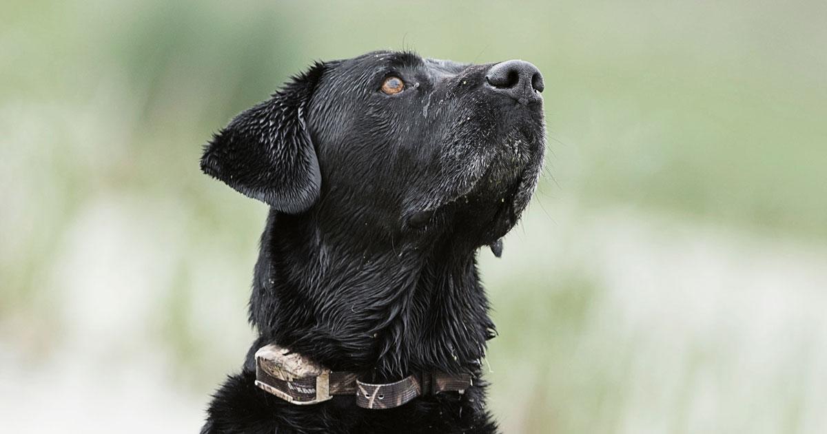 Early Goose Season Means Learning Opportunities for Retrievers