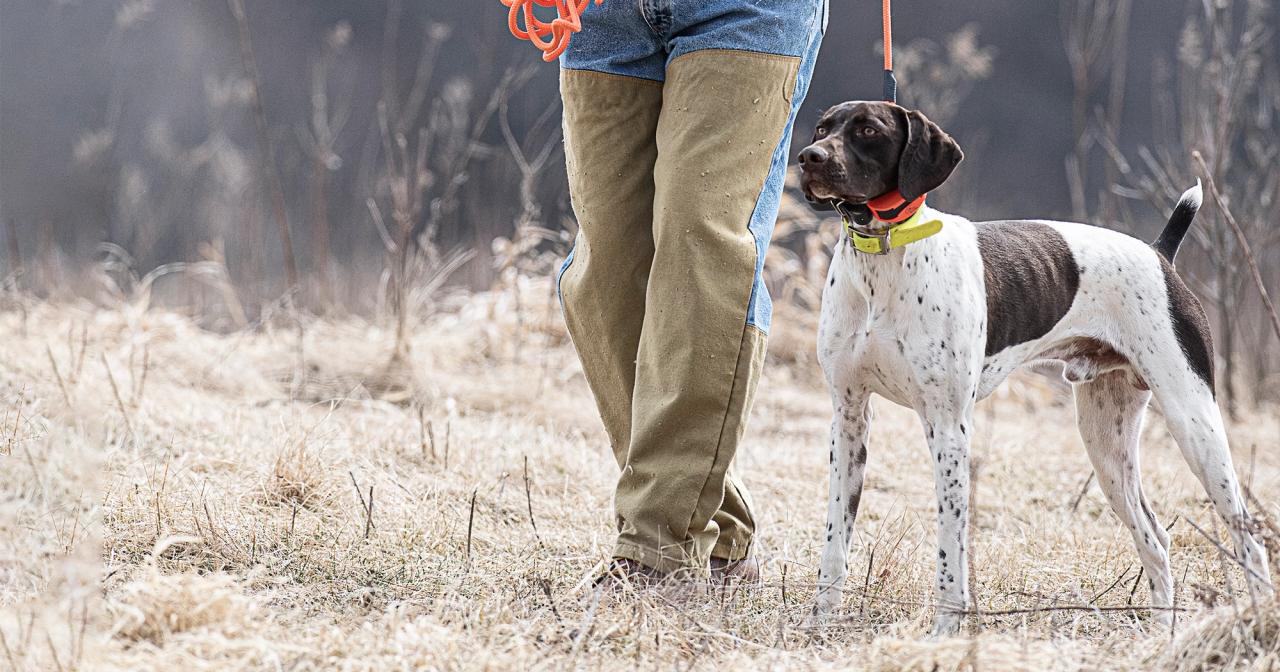 German Shorthair Point at heel by trainer