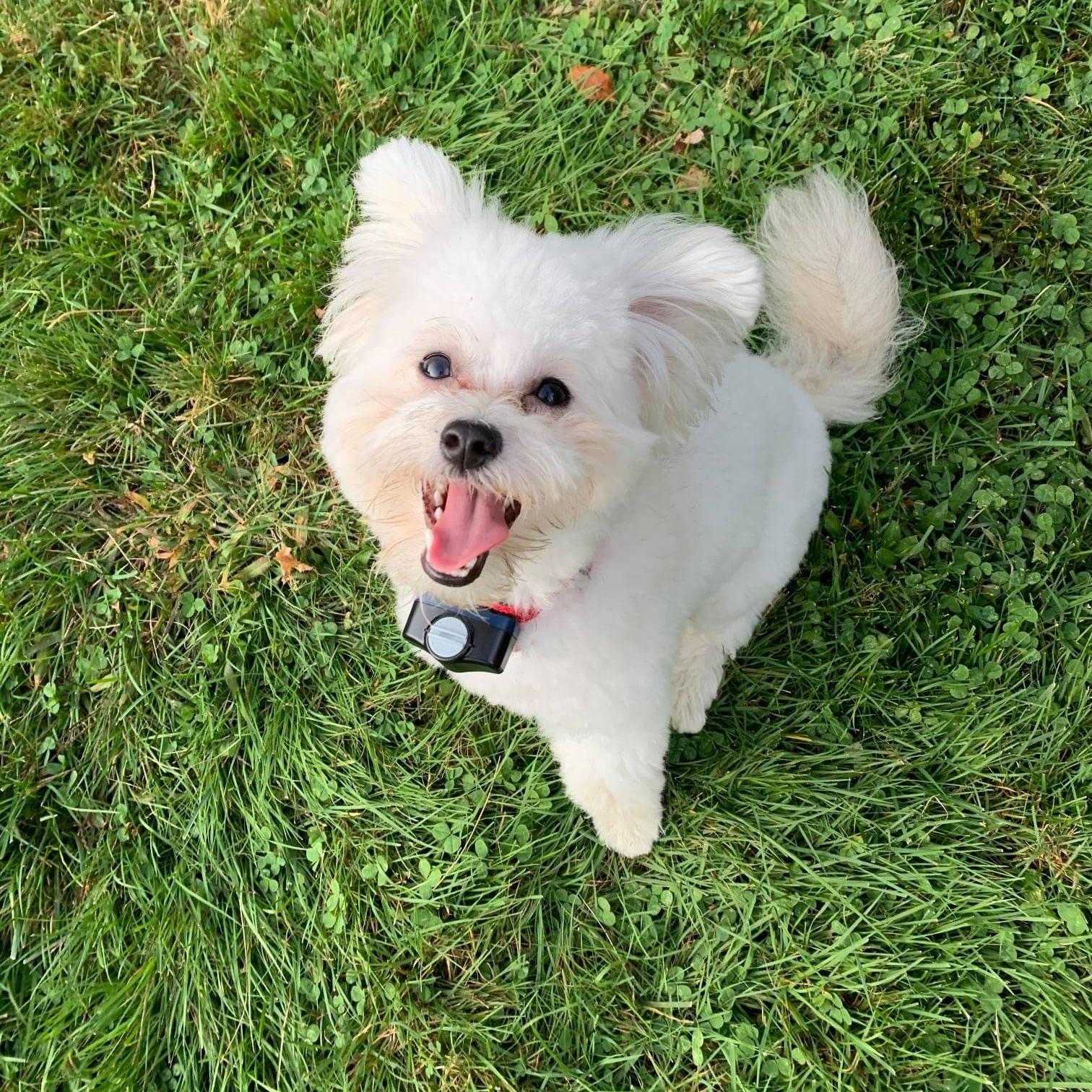 white puppy sits in yard with invisible fence collar