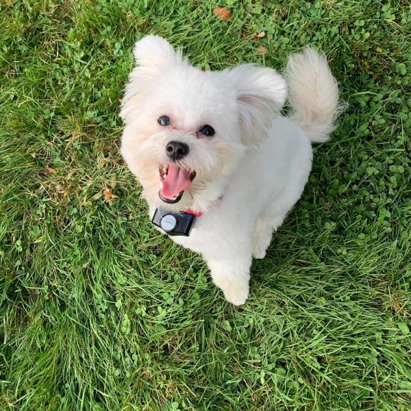 white puppy sits in yard with invisible fence collar