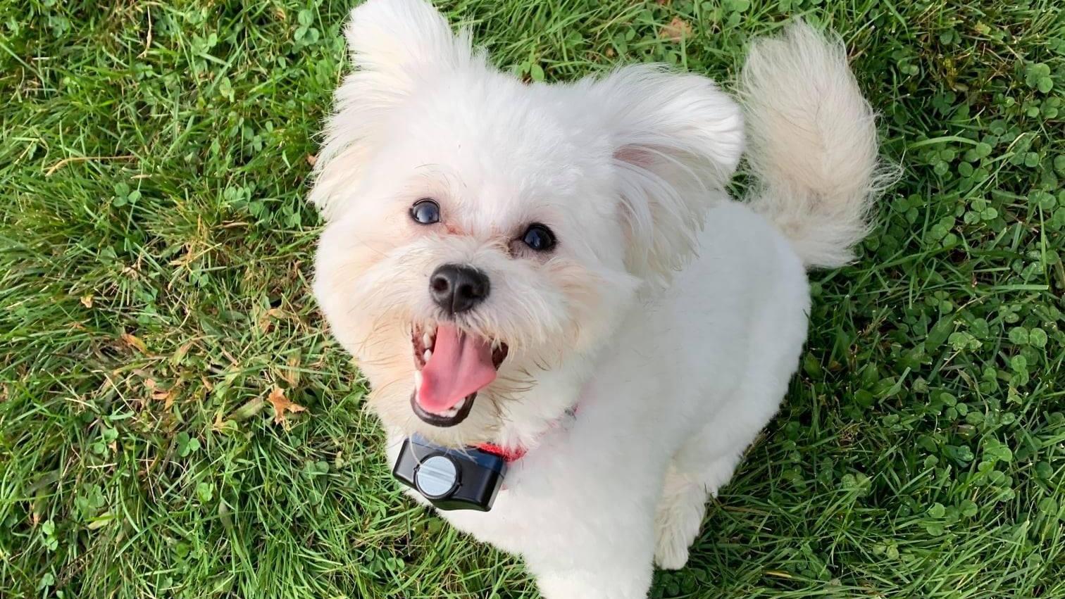 white puppy sits in yard with invisible fence collar