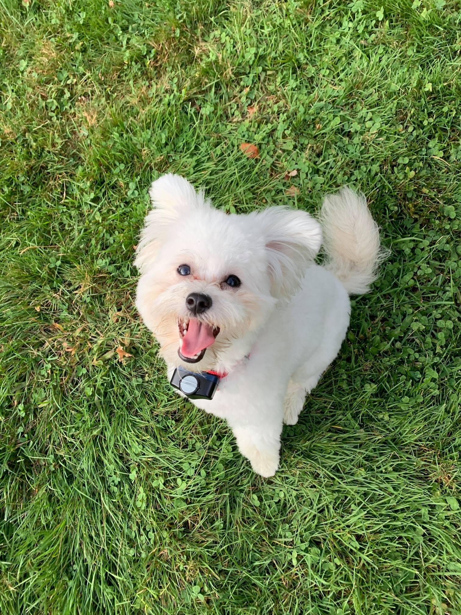 white puppy sits in yard with invisible fence collar