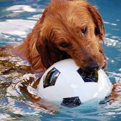help your dog cool off