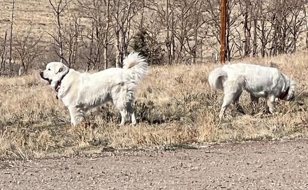 Two Colorado Mountain Dogs wearing GPS Dog Fence collars