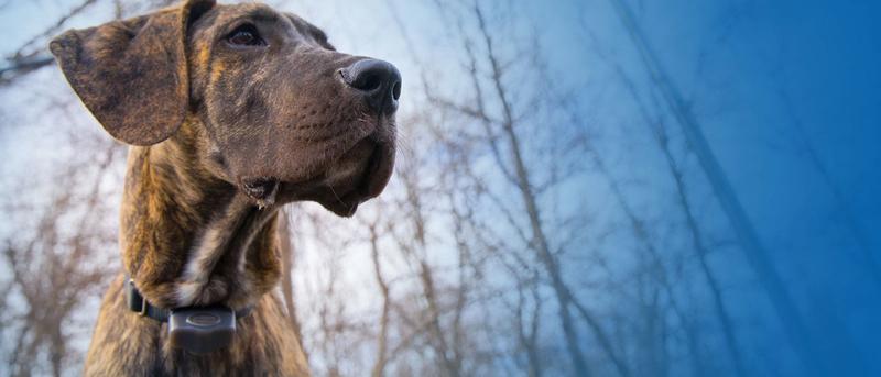 Dog wearing Invisible Fence collar.