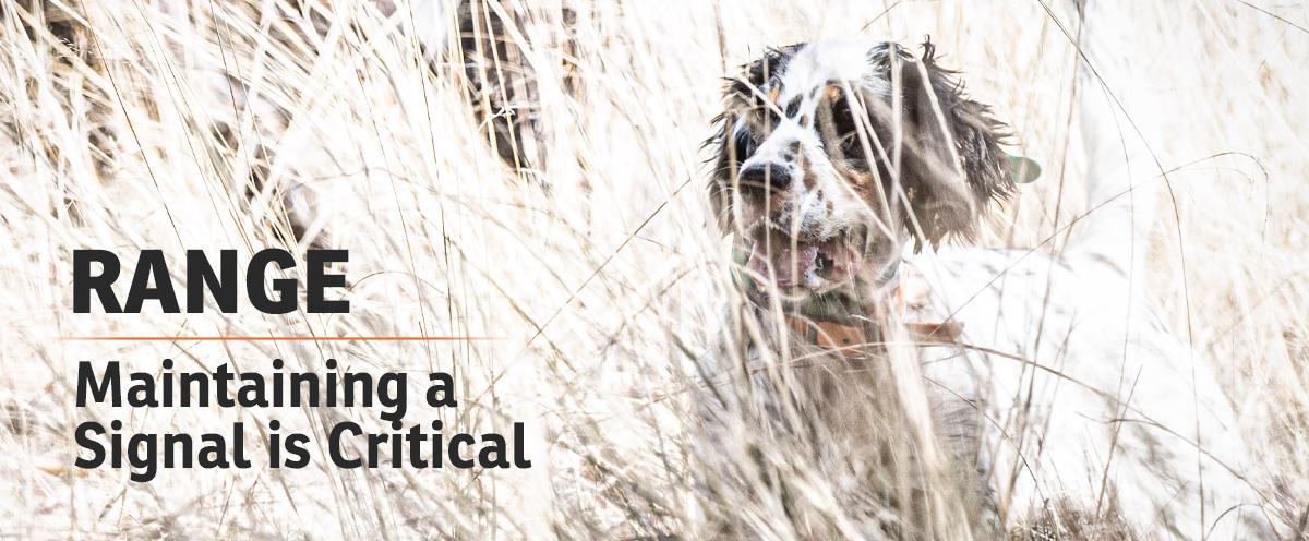 Range - Maintaining a Signal is Critical - English Setter barely visible in thick brush.