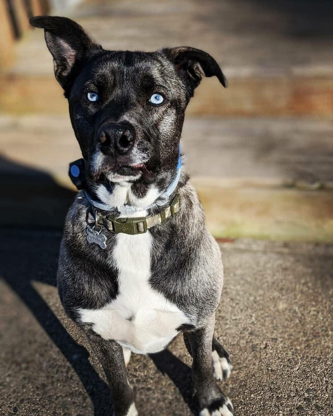 husky mix wearing invisible fence collar 